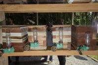 Tecpar, Cedes e Prefeitura de Morretes estimulam produção de mel no Litoral 